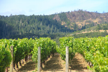 Fototapeta na wymiar Winery in Sonoma Valley near San Francisco, California