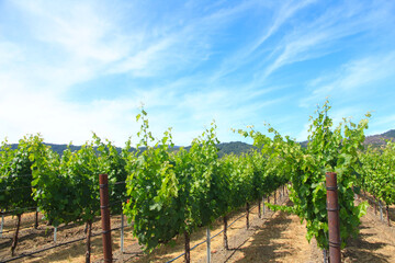 Fototapeta na wymiar Winery in Sonoma Valley near San Francisco, California