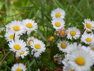 Obraz premium daisies in the garden
