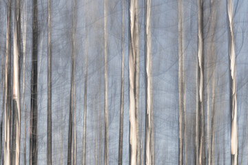 Fototapeta premium Brushed texture of birch trees with light blue background
