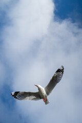 Red-billed gull flying with blue sky and cloud at Christchurch, New Zealand.