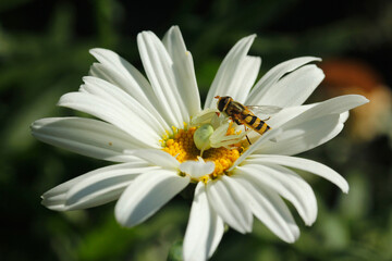 Obraz premium Crab spider with its prey, a syrphid.