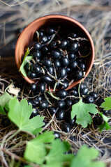 black currant in a clay plate