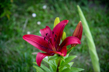 Lilium spp
