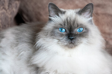 The blue eyes of a Himalayan angora cat - 365635388