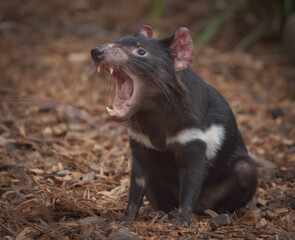 Tasmanian Devil, They are Australia‘s largest living carnivorous marsupial. They are only wild in Tasmania but scientists have been calling for them to be reintroduced to the mainland.