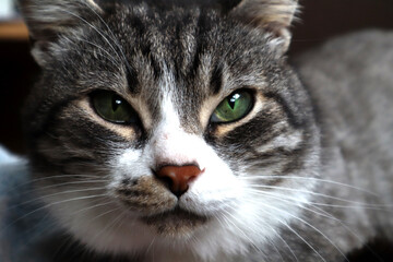Obraz premium Gray cat sitting on the windowsill