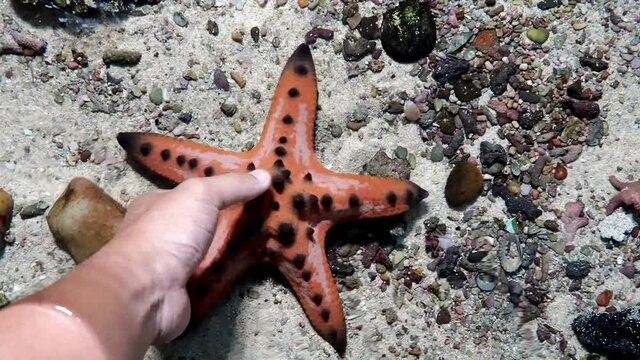 Tourists like to take pictures of catching starfish In the exhibition area for marine animal species and suitable for fair use in design