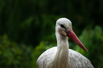 white stork ciconia