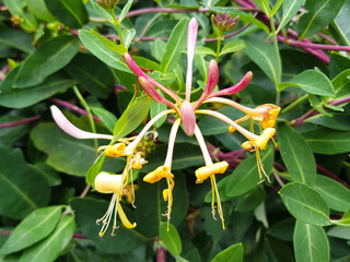 European or common honeysuckle (in german Zier-Spargel) Lonicera periclymenum
