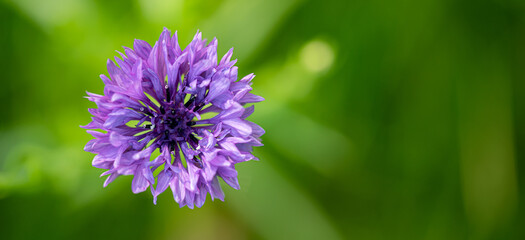 Closeup photo of a purple wild meadow flower