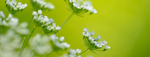 Closeup photo of a white wild meadow flower