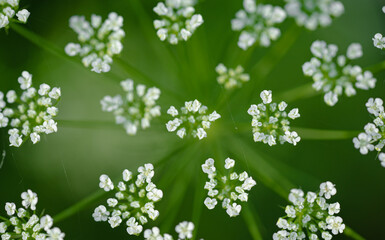 Closeup photo of a white wild meadow flower