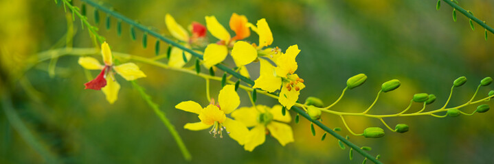 Closeup photo of an yellow blossoms on a tree
