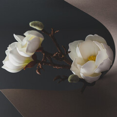 Still life with white magnolia, paper and dried branch of tree on dark background.Festive floral greeting card. Trendy nature concept.