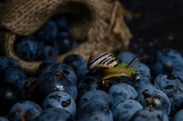 plums with snails on black background