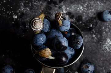plums with snails on black background