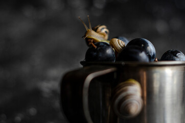 plums with snails on black background