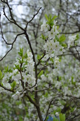 apple tree blossom