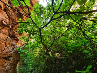 Bosque atlántico en mina la jayona