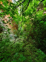 Bosque atlántico en mina la jayona