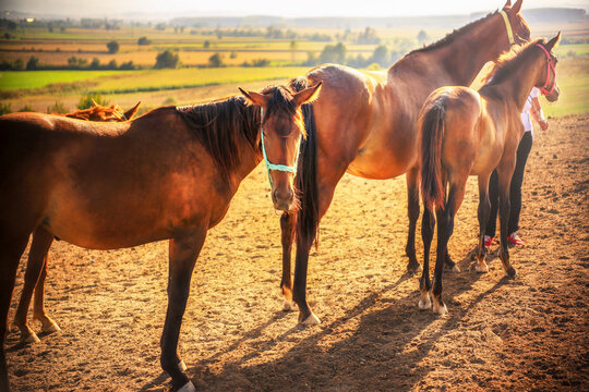 Haras of Karacabey, Bursa of Turkey. Horses have excellent senses including good hearing, eyesight, and a tremendous sense of balance.