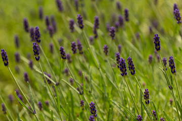 Close up of lavender (lavandula angustifolia or lavandula officinalis) flowers during flowering in summer. Aromatherapy