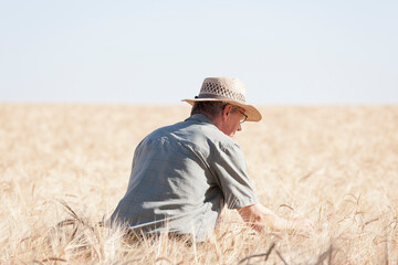 Naklejka na ściany i meble Farmer examining dried up field of crop on hot day as a result of the global warming