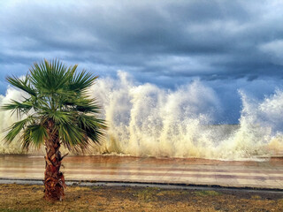 Landscape of the big waves striking the beach and a palm tree in Atakum, Samsun, Black Sea, Turkey....