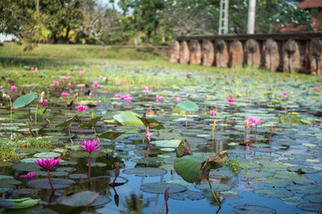 fleur de lotus devant une temple bouddhiste du Sri Lanka