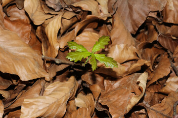 Austrieb einer Traubeneiche im Frühling, Quercus Petraea