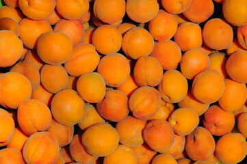 ripe apricot fruits under the summer sun