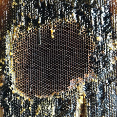 Drop of bee honey drip from hexagonal honeycombs filled with golden nectar.
