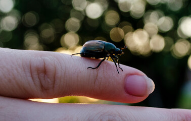 beetle on the finger