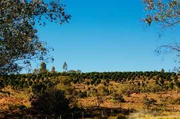 Dramatic view of Minas Gerais coffee plantation farm in different tones of green in the afternoon.