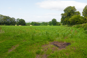 Beautiful long shot of a verdant cornfield, lands & trees. Peaceful nature. Early growth