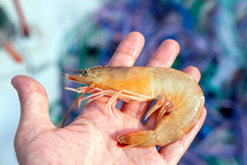 Close up view of the large prawn or jumbo shrimp. The term prawn is used particularly in the United...