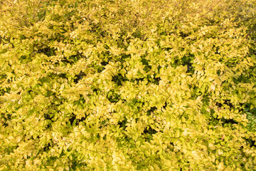 Yellow Hedge bush. Beautiful natural background. Perfect for desktop backdrop. Colorful and verdant.