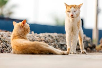The yellow feral (stray) cat is looking angry to another yellow cat. Older cats can sometimes be socialized, it is a very long and difficult process and the cat rarely becomes friendly.