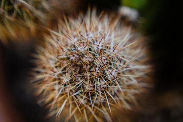 Close-up of the healing plant Aloe Vera