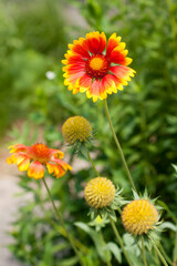 Gaillardia arizonica, yellow red flower