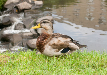 Mallard on the shore of the pond