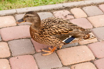 Female mallard on the shore of the pond