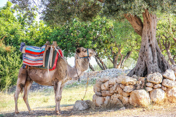 Camel is resting in the shade of olive tree.