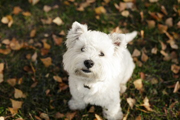 Cute White smile happy west highland white terrier puppy against green grass with yellow leaves background. Adorable head shot portrait with copy space to add text. 