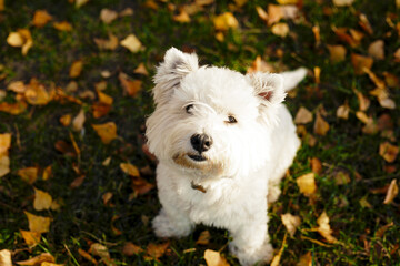 Cute White smile happy west highland white terrier puppy against green grass with yellow leaves background. Adorable head shot portrait with copy space to add text. 