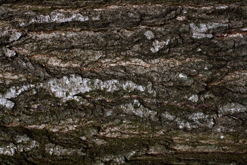 Bark of old tree horizontal background
