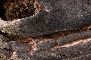 Bark of old tree horizontal background
