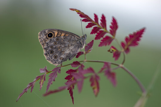 Lasiommata megera butterfly sit on a forest plant on a summer morning