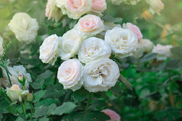 Pink and white roses Eden roze bloom in a tropical garden. © lesichkadesign